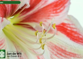 hippeastrum Clown (3)